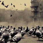 Merpati Banyak Sekali